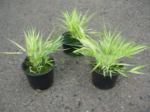 Trawa bambusowa (Hakonechloa) Aureola zdjęcie sadzonki