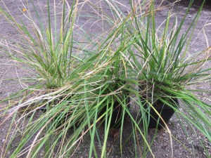 Śmiałek darniowy (Deschampsia cespitosa) Bronzeschleier c1 zdjęcie sadzonki