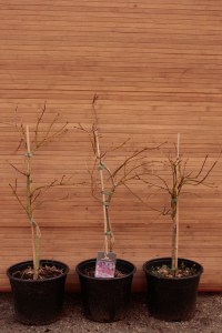 Klon palmowy (Acer palm.) Ornatum c4 zdjęcie drzewka
