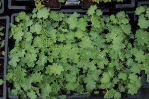Przywrotnik miękki (Alchemilla mollis) zdjęcie sadzonki 1