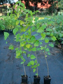 Morwa czarna (Morus nigra) sadzonka zdjęcie rośliny 