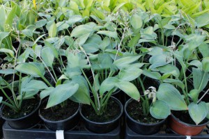 Funkia (Hosta) June zdjęcie sadzonki
