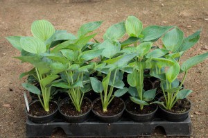 Funkia (Hosta) Abiqua Drinking Gourd zdjęcie sadzonki 1
