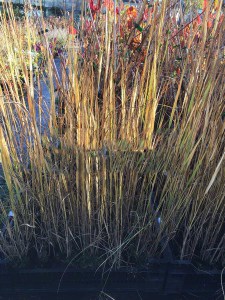 Proso rózgowate (Panicum virgatum) Heavy Metal zdjęcie sadzonki