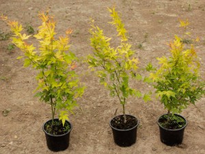 Klon palmowy (Acer palm.) Orange Dream c1,5 zdjęcie sadzonki