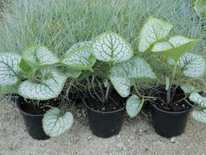 Brunera wielkolistna (Brunnera macrophylla) Sea Heart zdjęcie sadzonki