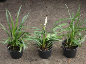 Liriope szafirkowe (Liriope muscari) Monroe White zdjęcie 5
