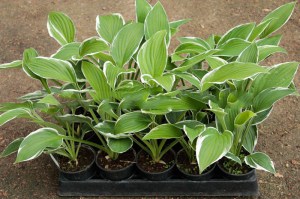 Funkia (Hosta) Francee sadzonka zdjęcie 6