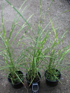 Miskant chiński (Miscanthus sinensis) Zembrinus zdjęcie sadzonki
