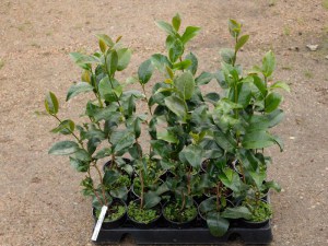 Kamelia japońska (Camellia japonica) Lavinia Maggi zdjęcie sadzonki