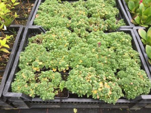 Żagwin (Aubrieta) Axcent Burgundy zdjęcie sadzonki 1
