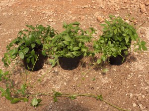 Jiaogulan (Gynostemma pentaphyllum) zioło sadzonki
