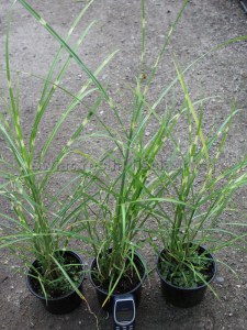 Miskant chiński (Miscanthus sinensis) Zebrinus zdjęcie sadzonki