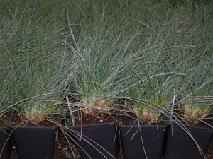 Kostrzewa Sina (Festuca glauca) Niebieska Trawa zdjęcie sadzonki