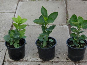 Bez - lilak pospolity (Syringa) Pamięć o Kolesnikowie zdjęcie sadzonki