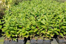 Hortensja bukietowa (Hydrangea paniculata) Confetti zdjęcie sadzonki