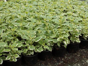 Komarzyca (Plectranthus coloides) zdjęcie sadzonki 1