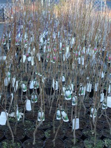 Magnolia pośrednia (Magnolia soulangeana) Amabilis zdj sadzonki