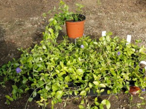 Barwinek mniejszy (Vinca minor) Panta zdjęcie zdjęcie sadzonki