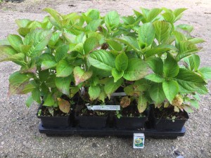 Hortensja ogrodowa (Hydrangea) Renate Steiniger c1 zdjęcie 1