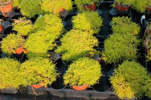 Karmnik ościsty (Sagina subulata) Lime Moss sadzonki