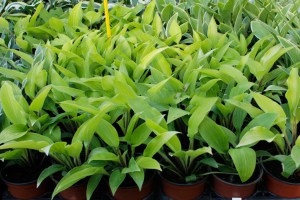 Funkia (Hosta) Fire Island zdjęcie 6