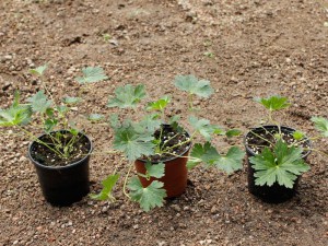 Bodziszek mieszańcowy (Geranium hybridum) Rozanne sadzonki