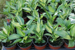 Funkia (Hosta) Revolution zdjęcie 4