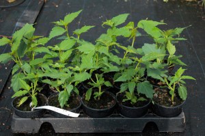 Hibiskus bylinowy (Hibiscus moscheutos) Jazzberry Jam zdjęcie sadzonki
