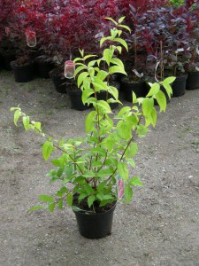  Żylistek (Deutzia) Strawberry Fields c3 zdjęcie sadzonki