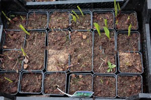 Konwalia majowa (Convallaria majalis) zdjęcie sadzonki