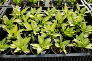 Funkia (Hosta) Little Sunspot zdjęcie 5