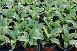 Funkia (Hosta) The King zdjęcie 2