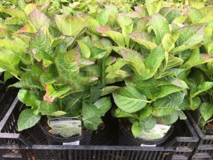 Hortensja ogrodowa (Hydrangea) Caipirinha c3 zdjęcie sadzonki 1