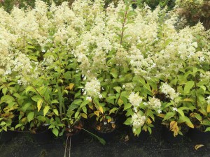 Hortensja bukietowa (Hydrangea paniculata) Brussels Lace c3 zdjęcie sadzonki