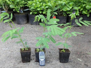 Albicja (Albizia julibrissin) jedwabne drzewo zdjęcie sadzonki