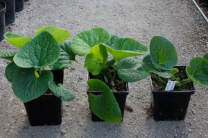 brunera wielkolistna (Brunnera macrophylla) Green Gold sadzonki