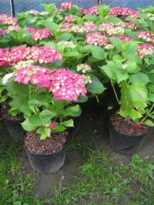 Hortensja ogrodowa (Hydrangea macrophylla) Masja zdjęcie sadzonki