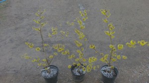 Oczar  żółty (Hamamelis) Pallida c4 zdjęcie sadzonki