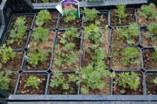 Zawilec wielosieczny (Anemone multifida) Rubra zdjęcie sadzonki 1
