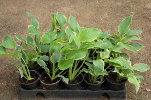 Funkia (Hosta) Earth Angel sadzonka zdjęcie 6
