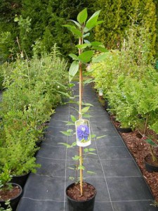 Powojnik (Clematis) Multi Blue c2 zdjęcie sadzonki