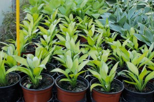 Funkia (Hosta) June Fever zdjęcie 2