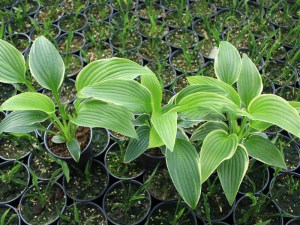 Funkia (Hosta) Lakeside Premier zdjęcie 4