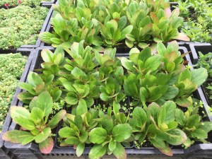 Bergenia sercolistna (Bergenia cordifolia) Flirt zdjęcie sadzonki 1