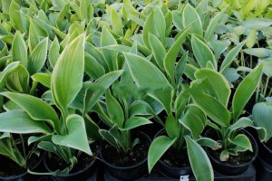 Funkia (Hosta) Victory zdjęcie 7