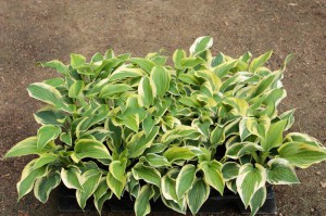 Funkia (Hosta) Saint Elmo's Fire zdjęcie sadzonki 1