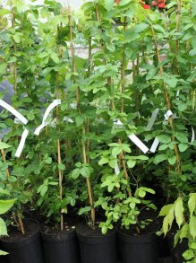 Akebia pięciolistkowa Variegata - pnącze ogrodowe zdjęcie 1