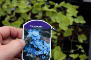 Przylaszczka pospolita (Hepatica nobilis) zdjęcie sadzonki 1
