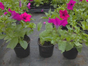 Surfinia Purple - wisząca petunia, petunia kaskadowa zdjęcie sadzonki